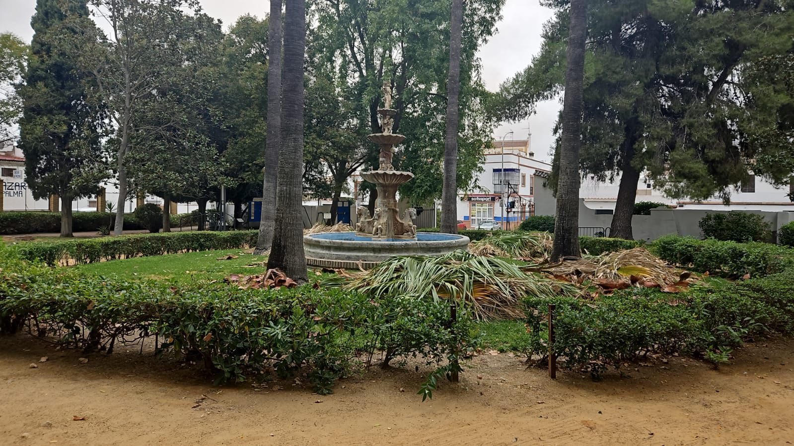 El PSOE de La Palma del Condado pide al alcalde explicaciones por la poda “irresponsable” de árboles y palmeras provocando la destrucción de nidos