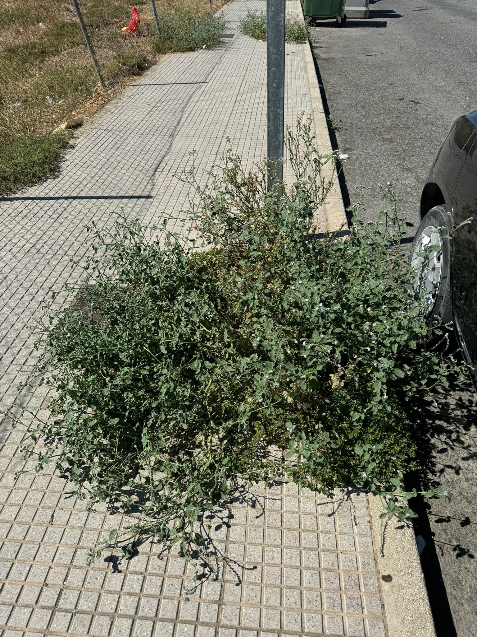 El PSOE de Rociana logra el apoyo del equipo de Gobierno para poner en marcha un plan urgente de limpieza en el municipio