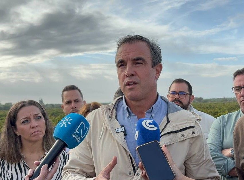 El PSOE en Diputación exige a la Junta un plan urgente y ayudas reales para salvar el viñedo del Condado de Huelva ante su situación límite